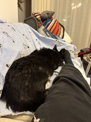 A black and white corgi cardigan lying on the couch next to a human. Additional context not in the image: She is hiding from the fireworks outside and looking for support.