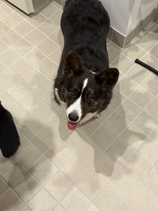 A black and white corgi cardigan watching up at the camera and casting an interesting shadow.