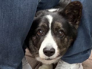 A black and white corgi cardigan watching into the camera.