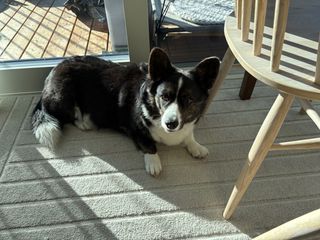 A black and white corgi cardigan lying next to a balcony door and watching straight into the camera.