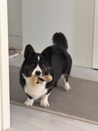 A black and white corgi cardigan with a toy in her mouth.