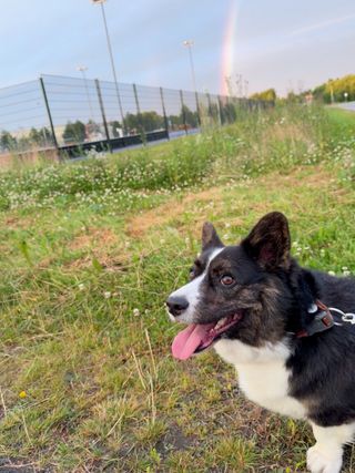 A black and white corgi cardigan in front of a rainbow.