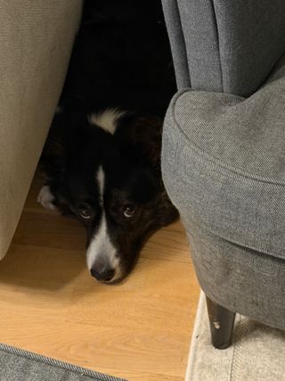 A black and white corgi cardigan hiding in her favorite corner between the couch and the chair. She's looking up at the camera.