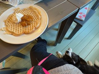 A photo of a waffle with cloudberry jam. A black and white corgi cardigan who is lying on the floor next to the table is watching up into the camera expectantly.