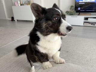 A black and white corgi cardigan with her front paws up on a couch.