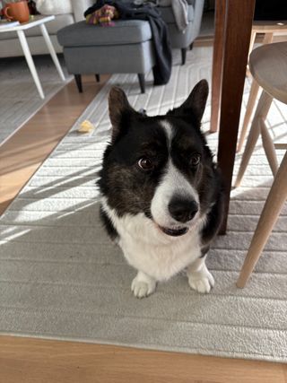 A black and white corgi cardigan sitting on the floor and watching to the side, as if an intrigueing thought just entered her head.
