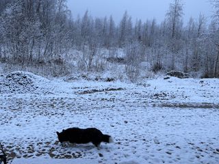 A black and white corgi cardigan checking out some snow that had fallen over night.