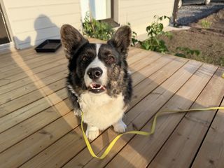 A black and white corgi cardigan sitting on a terrace and watching into the camera.