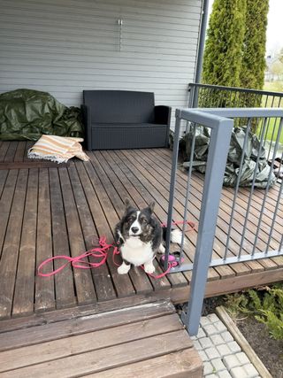 A black and white corgi cardigan sitting on a porch and making a face.