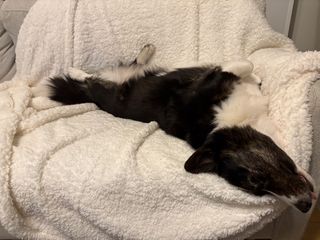 A black and white corgi cardigan relaxing with her belly up on a white blanket on an off-white couch.