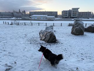 A black and white corgi cardigan standing in a snowy urban landscape. (Context not in the photo: It was frigid today. -21 degrees centigrade at times.)