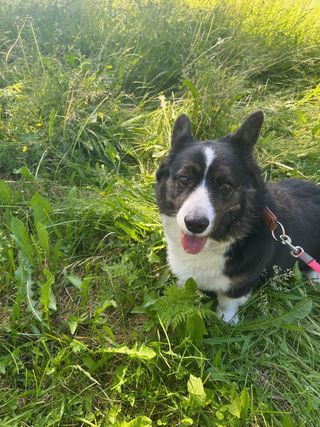 A black and white corgi cardigan in a meadow type environment.