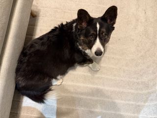A black and white corgi cardigan sitting on the ground and looking up at the photographer.