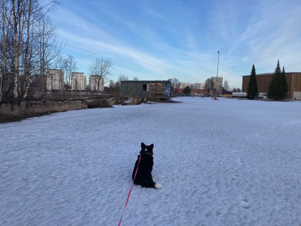 A corgi back turned to the camera is sitting in a snowy, uncultivated patch ofl and. There is a graffitied, abandoned trailer there. In the background an urban landscape is visible through some trees and vegetation. Residential buildings, a truck on the road in front of a newly built parking hall.