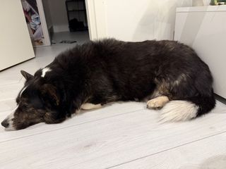 A sleepy looking black and white corgi cardigan lying next to a tv bench.