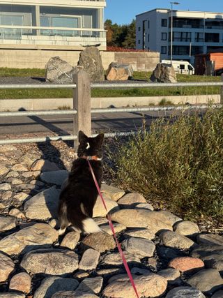 A black and white corgi cardigan photographed from behind. She is standing on some stones, watching in the distance as if she would've seen a family member.