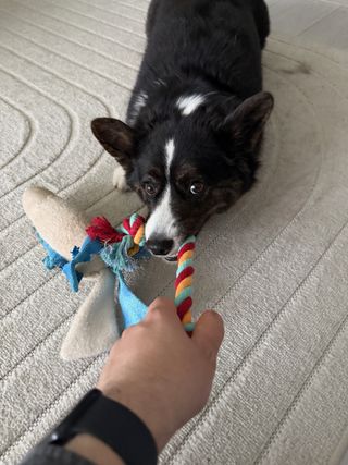 A black and white corgi cardigan playing tug with a rainbow colored toy.