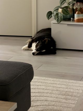 A black and white corgi cardigan sleeping next to a tv bench.