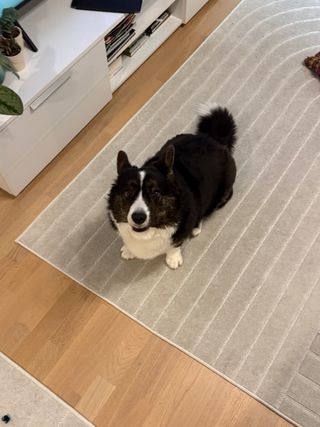 A black and white corgi cardigan sitting on the floor and look up at the camera. She's making quite the peculiar face.