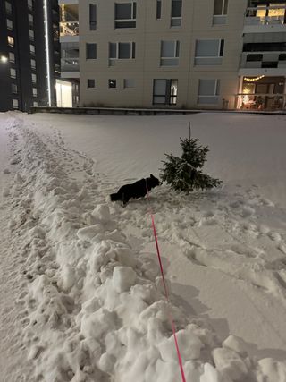 A black and white corgi cardigan sniffing a tree in a snowy urban landscape.