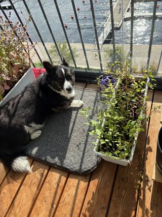 A black and white corgi cardigan lying on a dog bed on the sun flooded balcony, looking back at the camera. There are two rectangular pots of plants she's in the middle of.