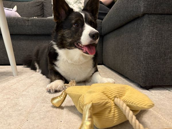 A dog lying on the floor next to a couch. In front of it is a dog toy.