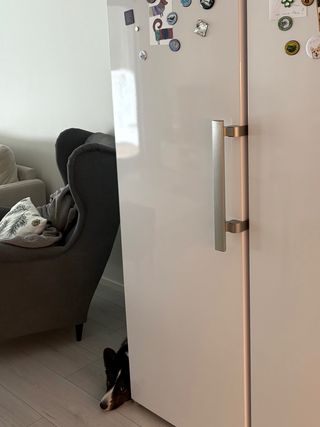 A black and white corgi cardigan lying next to a fridge and looking straight up into the camera.