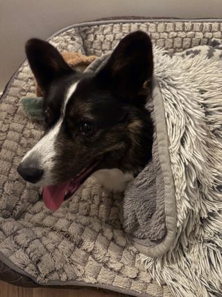 A black and white corgi cardigan looking happy and ready to play while being half hidden under a dog blanket in her dog bed.