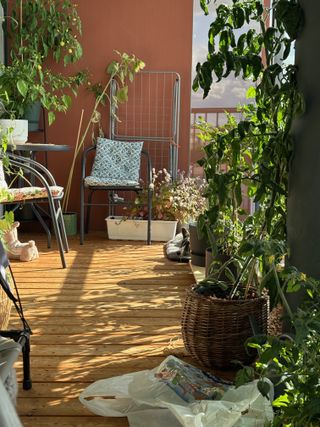 A black and white corgi cardigan hiding in between plants on a balcony.