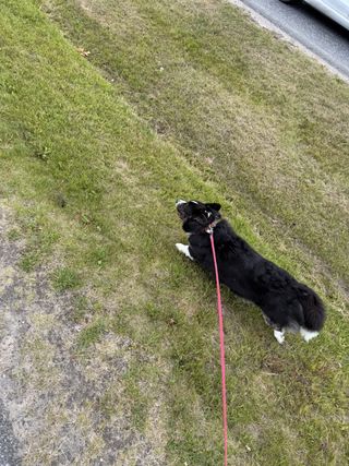 A black and white corgi cardigan running.