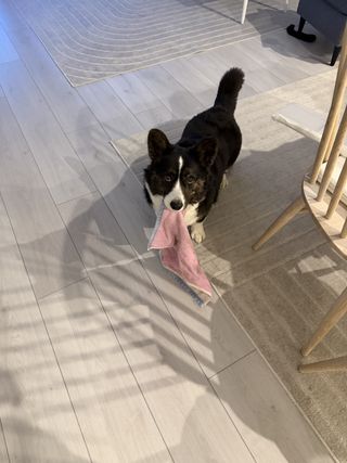 A black and white corgi cardigan with a small towel in her mouth, inviting the photographer to play.