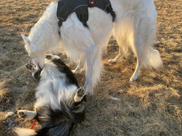 A black and white corgi and white borzoi - a long legged and very slim breed - are playing together. The corgi is lying on her back and the borzoi is sniffing her. You can see the paws of the corgi and that the borzoi is wearing a harness.
