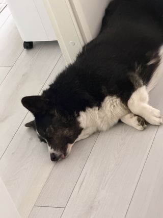 A black and white corgi cardigan lying on the floor with her tongue out.