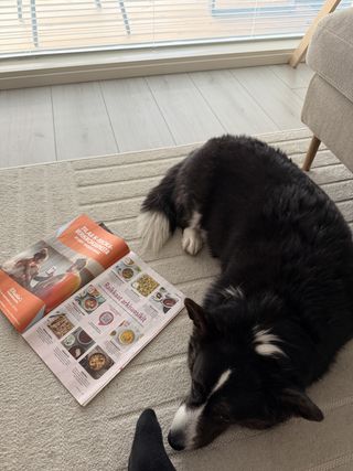 A black and white corgi cardigan curled up on the floor next to an open magazine.