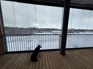 A black and white corgi cardigan sitting on an empty balcony, overlooking a wintery landscape.