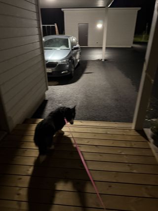 A black and white corgi cardigan on her way to her last walk before bed on a dark front porch.