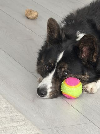 A black and white corgi cardigan "cuddling" with her ball.