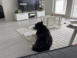 A black and white corgi cardigan lying next to an Ikea manual watching back over her shoulder towards the camera. She almost looks like she is building the rolling metal shelf that is right next to her.