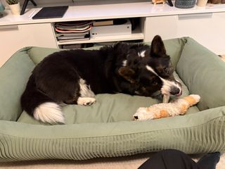 A black and white corgi cardigan lying in a dog bed, her head twisted ninety degrees to side so she can eat her dog bone.