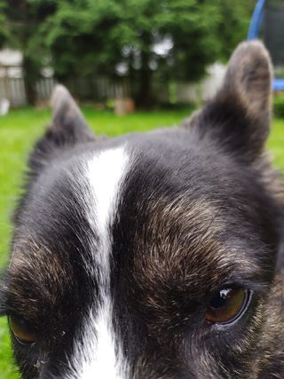The forehead (and amazing eyebrows) of a black and white corgi cardigan.