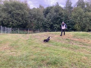 A black and white corgi cardigan and a bearded man (me!) are walking/running down a hill in what looks like a fenced-in yard (it's a dog park).