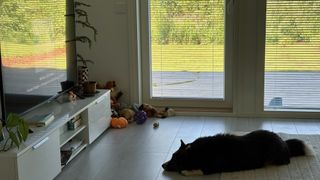 A black and white corgi cardigan lying on the floor in front of the TV. She is seemingly listening to the song playing (Motion Sickness by Phoebe Bridgers) there.