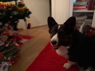 A black and white corgi cardigan sitting in front of a Christmas tree. She smiles into the camera.