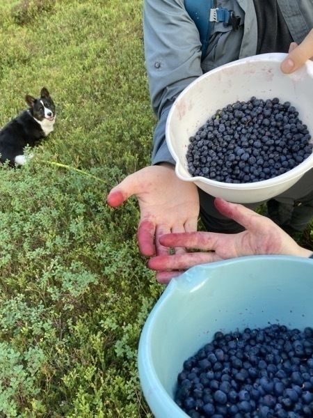 IMG_4905.jpeg Two bowls full of blue berries are held in a forest environment. The hands are stained red from blue berry juice. In the background a dog is visible.