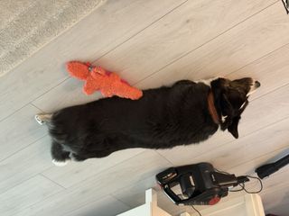 A black and white corgi cardigan splooting next to a toy.