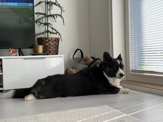 A black and white corgi cardigan lying on the floor in front of a terrace door.