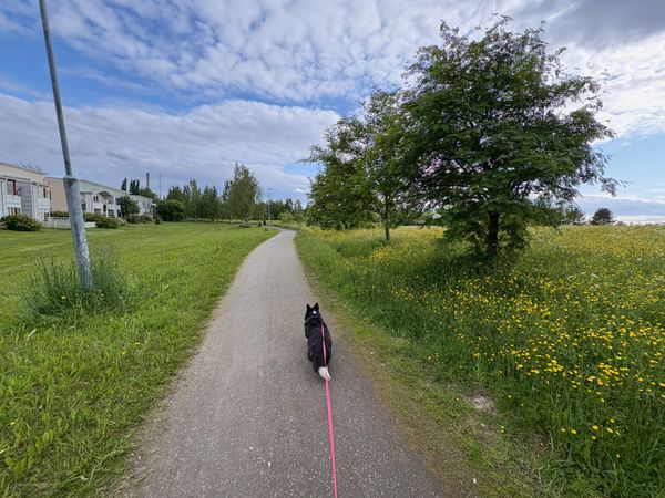 A black and white corgi cardigan walking along a park track. There is an very nice flowering meadow on the right.