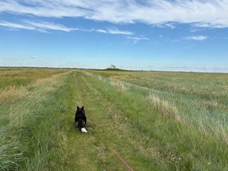 A black and white corgi cardigan walking through a trail on a salt marsh towards a house on a little hill. Far in the background windmills are visible.