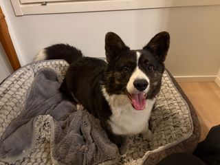 A black and white corgi cardigan sitting in her dog bed and watching excitedly into the camera.