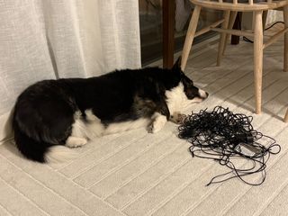 A black and white corgi cardigan sleeping next to a pile of Christmas lights.